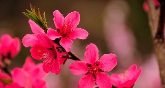 桃花的花语与象征意义（桃花的浪漫与吉祥之美）