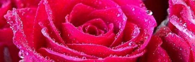 11朵玫瑰花语的浪漫寓意（探寻11朵玫瑰花语的含义和象征）