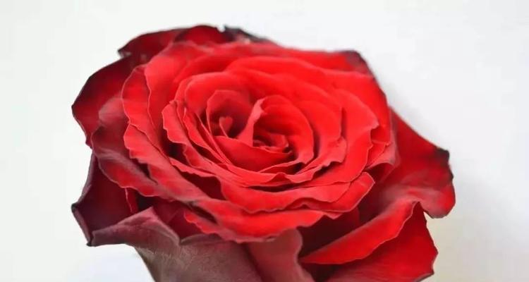 玫瑰花语之不同颜色的含义（探索玫瑰花语中各种颜色所代表的情感和意义）