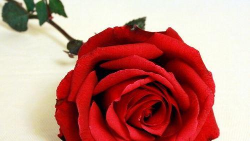 三朵玫瑰的花语传递爱意（探寻三朵玫瑰背后的浪漫含义）