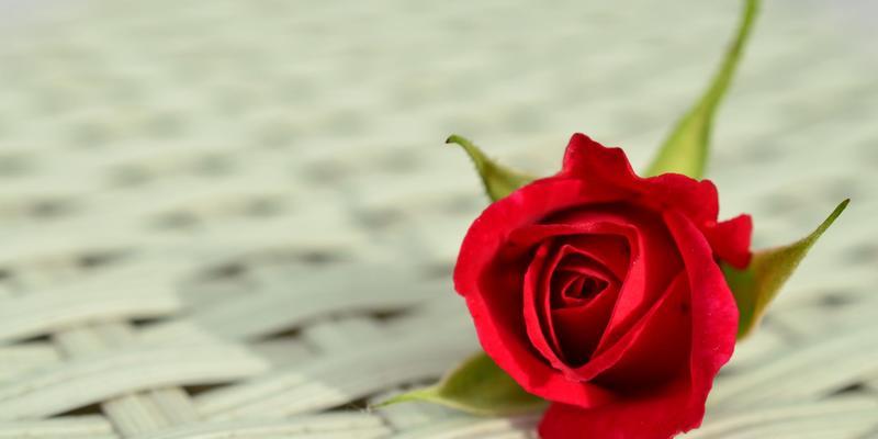 玫瑰花的象征意义及隐藏的心理寓意（一朵玫瑰的千言万语）