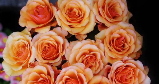 玫瑰的数量与其象征意义——一朵花的语言（花朵的数量如何传递情感和意义）