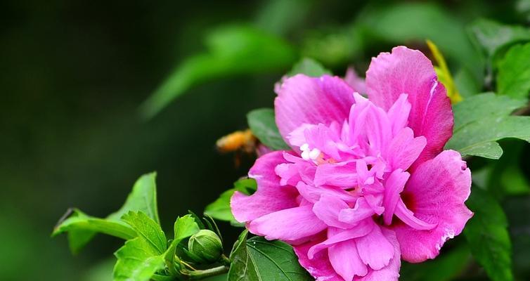 木槿花的花语及其寓意（探究木槿花的各种花语以及其象征的含义）