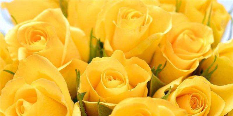 男人送女孩黄玫瑰，传递的深刻含义是什么（黄玫瑰意味着友谊）