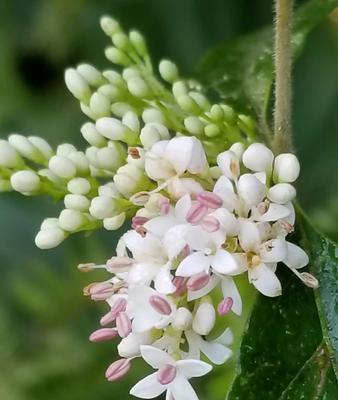 女贞花的花语与寓意（探索女贞花的深层内涵）