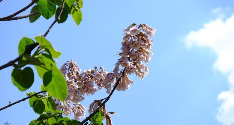 泡桐花的花语和寓意（追寻初恋的记忆）