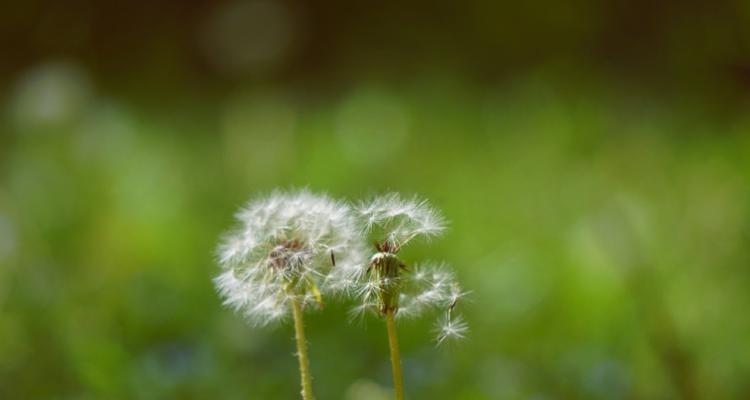 蒲公英的花语和传说（一朵小小蒲公英的美丽传说）