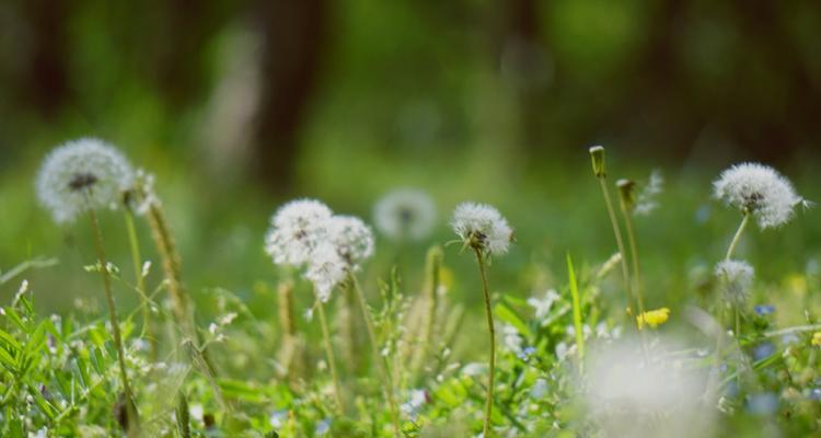 蒲公英的花语及其寓意（探寻蒲公英花语的意义和象征）