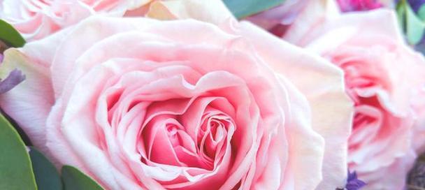 浅粉色玫瑰花语的含义及象征（绽放温柔与爱的浅粉色玫瑰）
