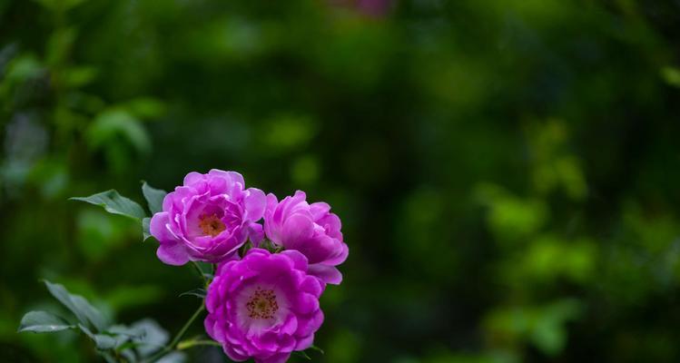 蔷薇花的寓意与象征——美丽与坚韧（探索蔷薇花的意义）