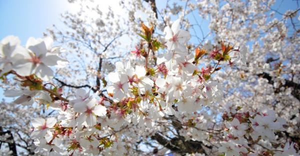 樱花之美（绽放的美景悠久的传统樱花与日本文化的不解之缘）