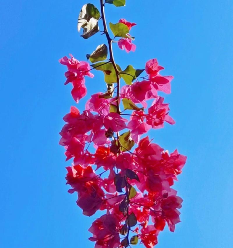 三角梅花语——花开寓意的美丽与深刻（揭开三角梅花语的神秘面纱）