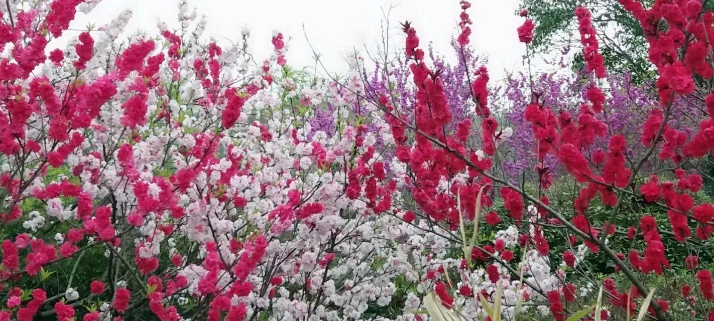 山樱花与西洋樱花（探索花语的奥秘）