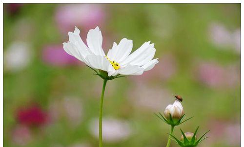 秋英花的花语与寓意（领略秋英花的美丽与意义）