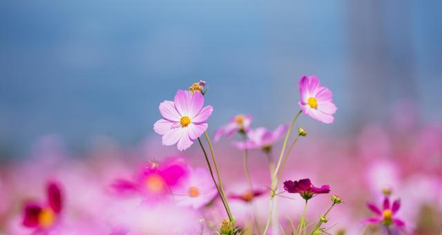 秋英花和格桑花（一探两种花的特点和区别）