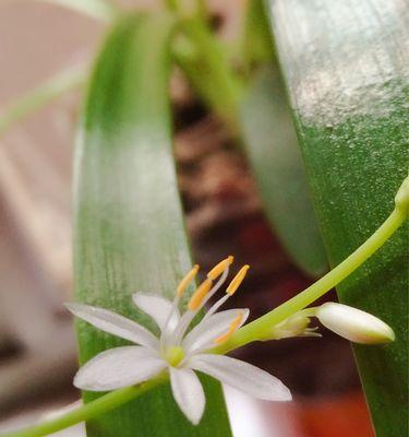 球兰花一年开几次花（球兰花开花规律与养护技巧）