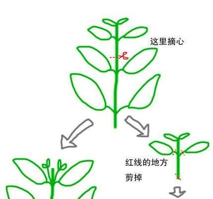 驱蚊草可以扦插吗（掌握驱蚊草扦插技巧）