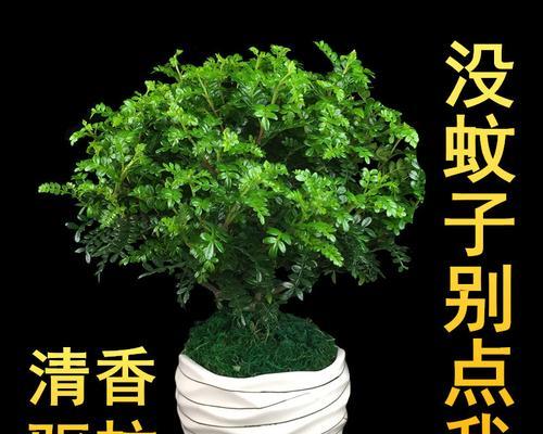 如何养出爆盆的驱蚊草（打造清新空气）