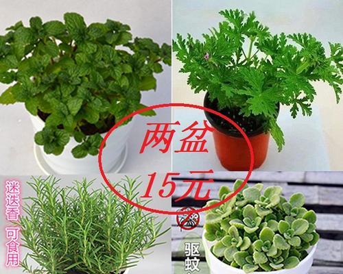 如何养好驱蚊草（从种植到养护）