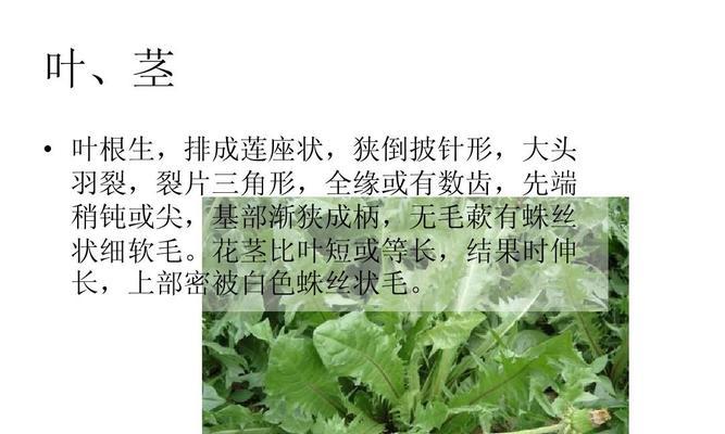 驱蚊草种子发芽时间详解（了解驱蚊草种子发芽时间）