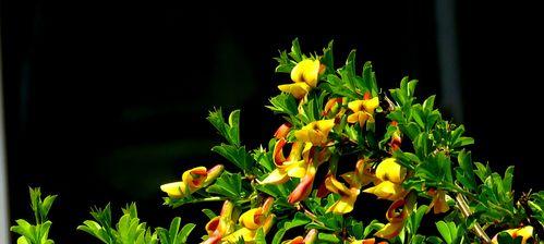 雀梅会开花吗（种植技巧）