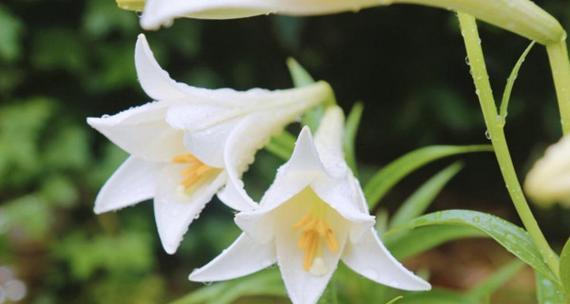 白百合花的花语与象征意义（探寻白百合花的美丽与神秘）