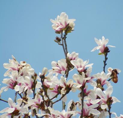 保定的市花——红腊梅，寓意繁荣昌盛（保定市花红腊梅的象征意义与文化传承）