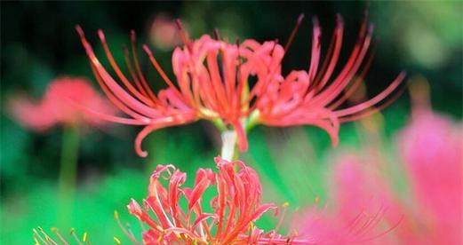 彼岸花的花语及象征意义（探索彼岸花的多彩花语世界）