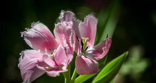 花语中的爱慕——代表爱慕的花（追寻爱意的花海）