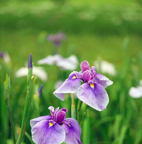 和平的花——传递爱与和平的花语（以花朵为媒介）