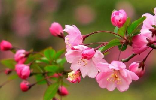 思乡花的花语与寓意（远离故乡）