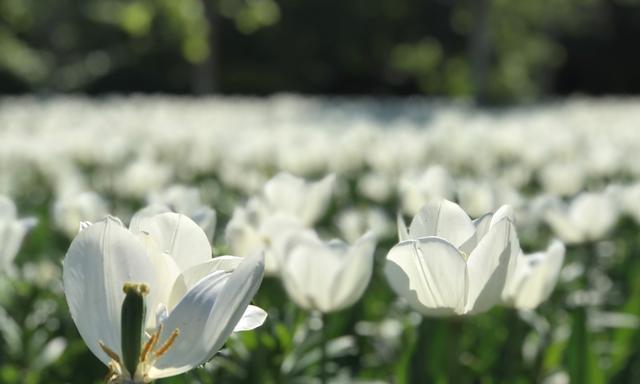 再见的花语（以花语传递再见之情）