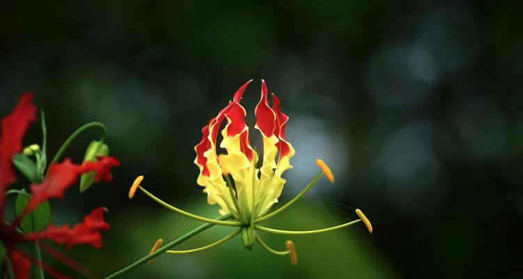 自负之花（揭秘自负的花朵的背后故事）