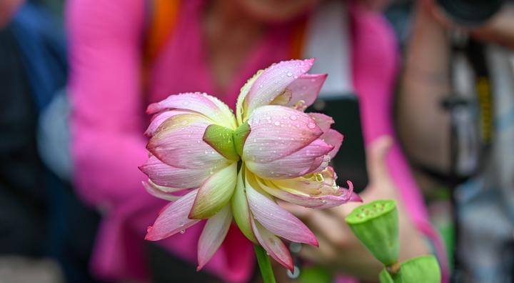 并蹄莲（探究并蹄莲的花语及象征意义）