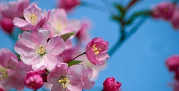 海棠花之色彩花语（揭开海棠花的花语秘密）