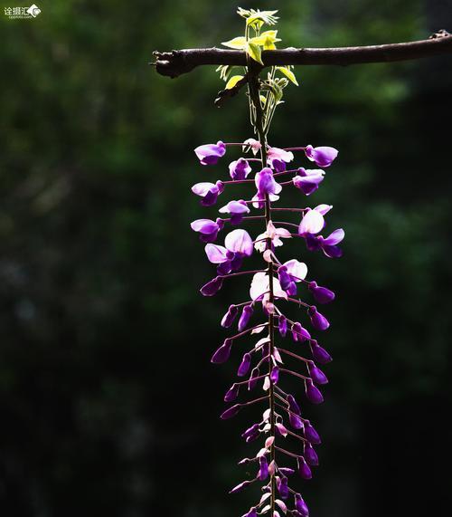 常春藤的花语（探索常春藤花语的深层含义）