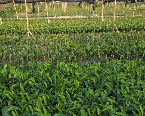 沉香树的风水作用与寓意（揭示沉香树在风水中的独特价值与象征意义）