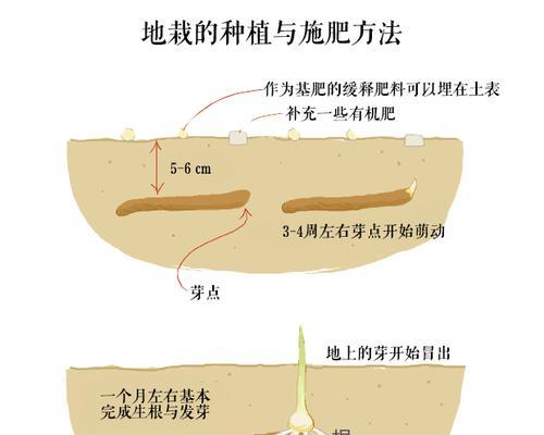 鸡蛋花水培养殖方法（简单易行的水培技巧）