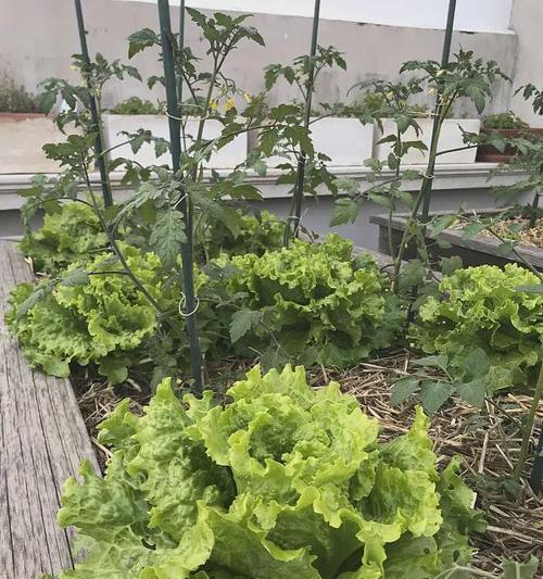 鸡粪地的蔬菜种植指南（掌握这些技巧）