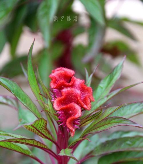 鸡冠花花期及花语（探秘鸡冠花开放的时间和所代表的含义）