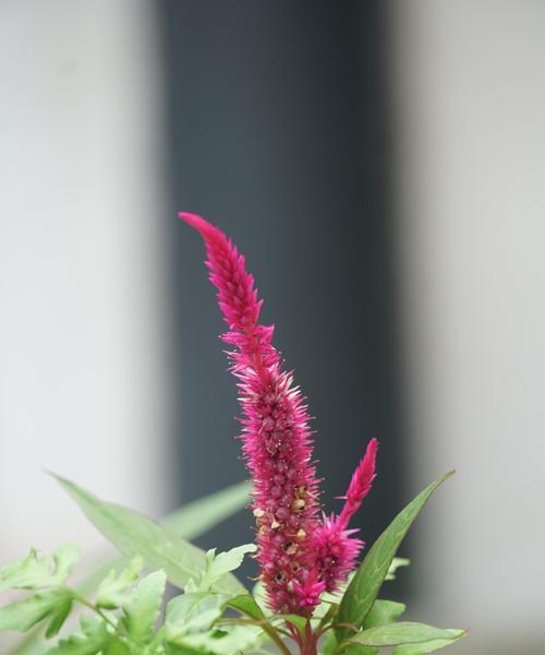 鸡冠花（探寻鸡冠花的营养和药用价值）