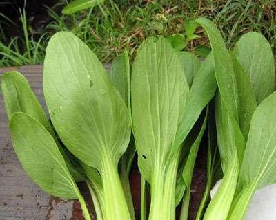 探寻鸡毛菜的食用之道（一种既美味又有营养的野菜）