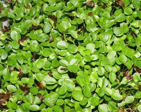 鸡毛菜种子发芽时间详解（种植鸡毛菜）