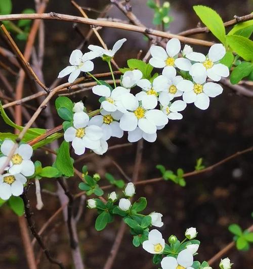 花语中的背叛欺骗（揭秘背叛欺骗的花语密码）