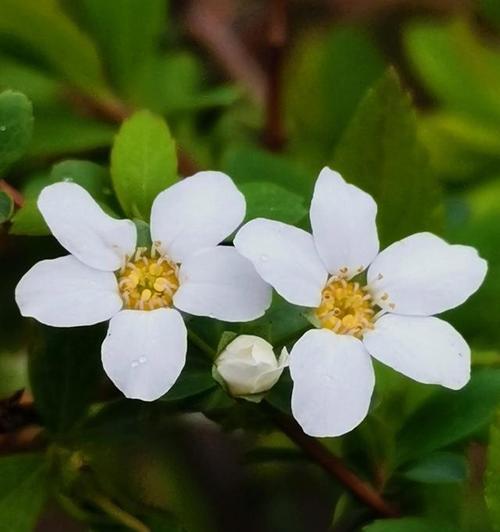 鲜花之语，道歉之声（以百合花为主题的道歉花语）