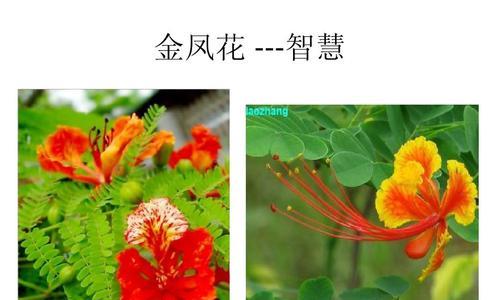 父爱如山——以菊花为主题的花语文章（用菊花传递父爱的深情厚意）