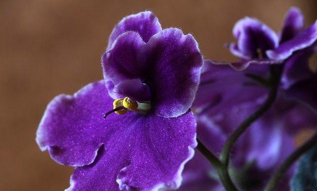 归来的花园——以菊花为主题的花语文章（菊花花语的深刻寓意和文化底蕴）