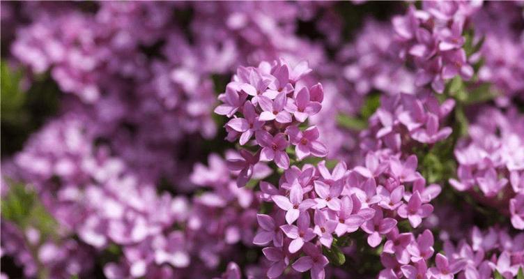 梦境之花——向日葵的花语（以向日葵的花语探寻梦境世界）