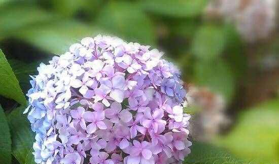 以百合花为主题的花语，平安之喜悦（百合花的花语及寓意）