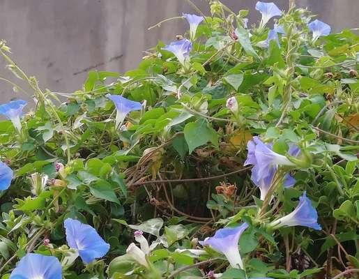 牵挂与关怀，百合花语的深意（百合花语解读与传达的温暖力量）